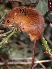 Aug Naturewatch H mouse crop